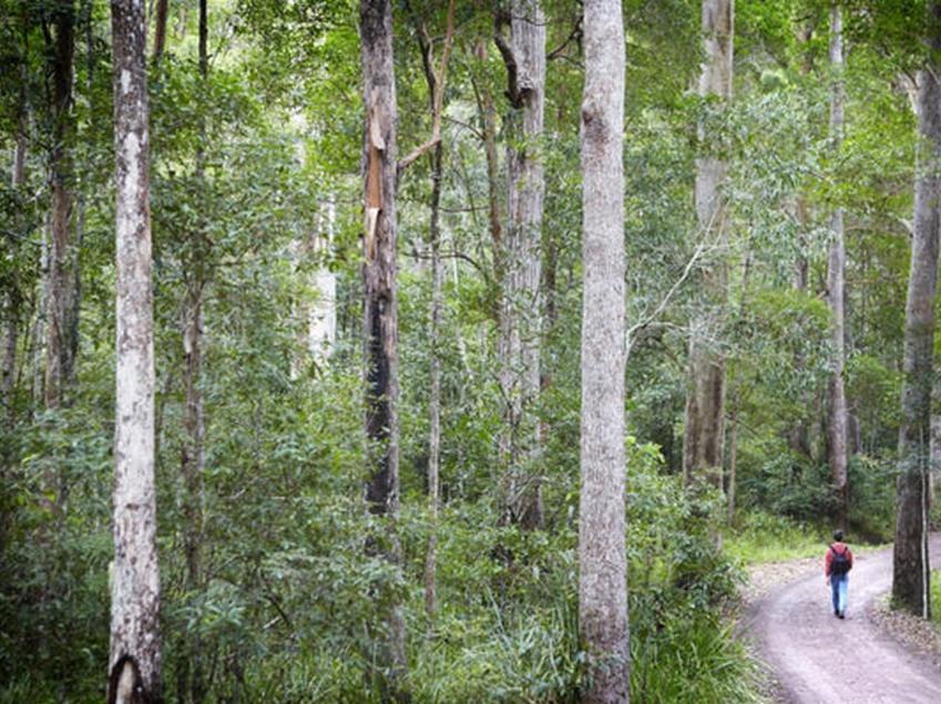 Alaya Verde Bed&Breakfast Ringtail Creek Exterior foto